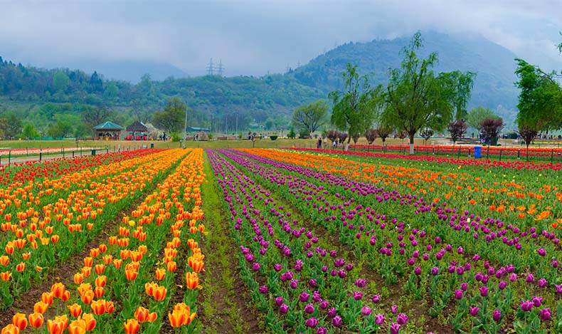 Kashmir’s Spring
