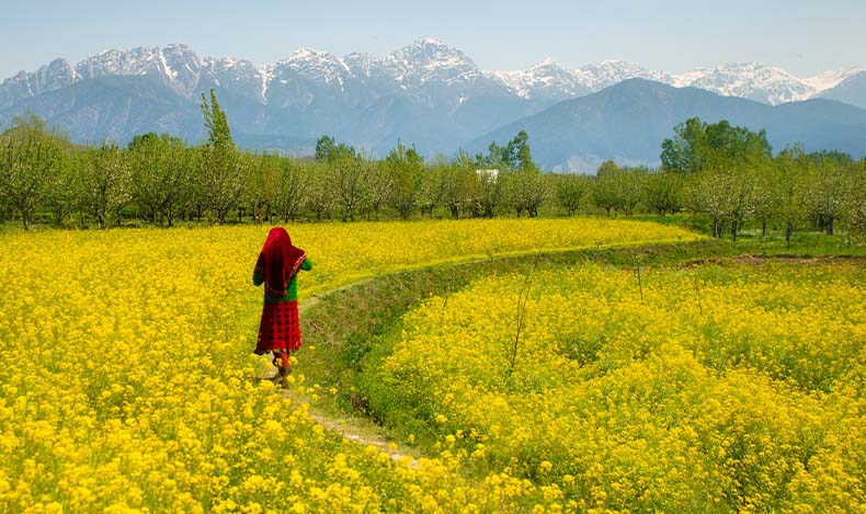 Kashmir’s Spring