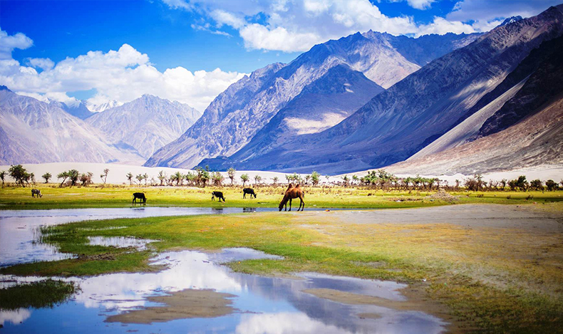 The LAND OF LAMAS 