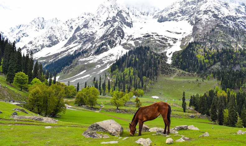 Trekking in Kashmir